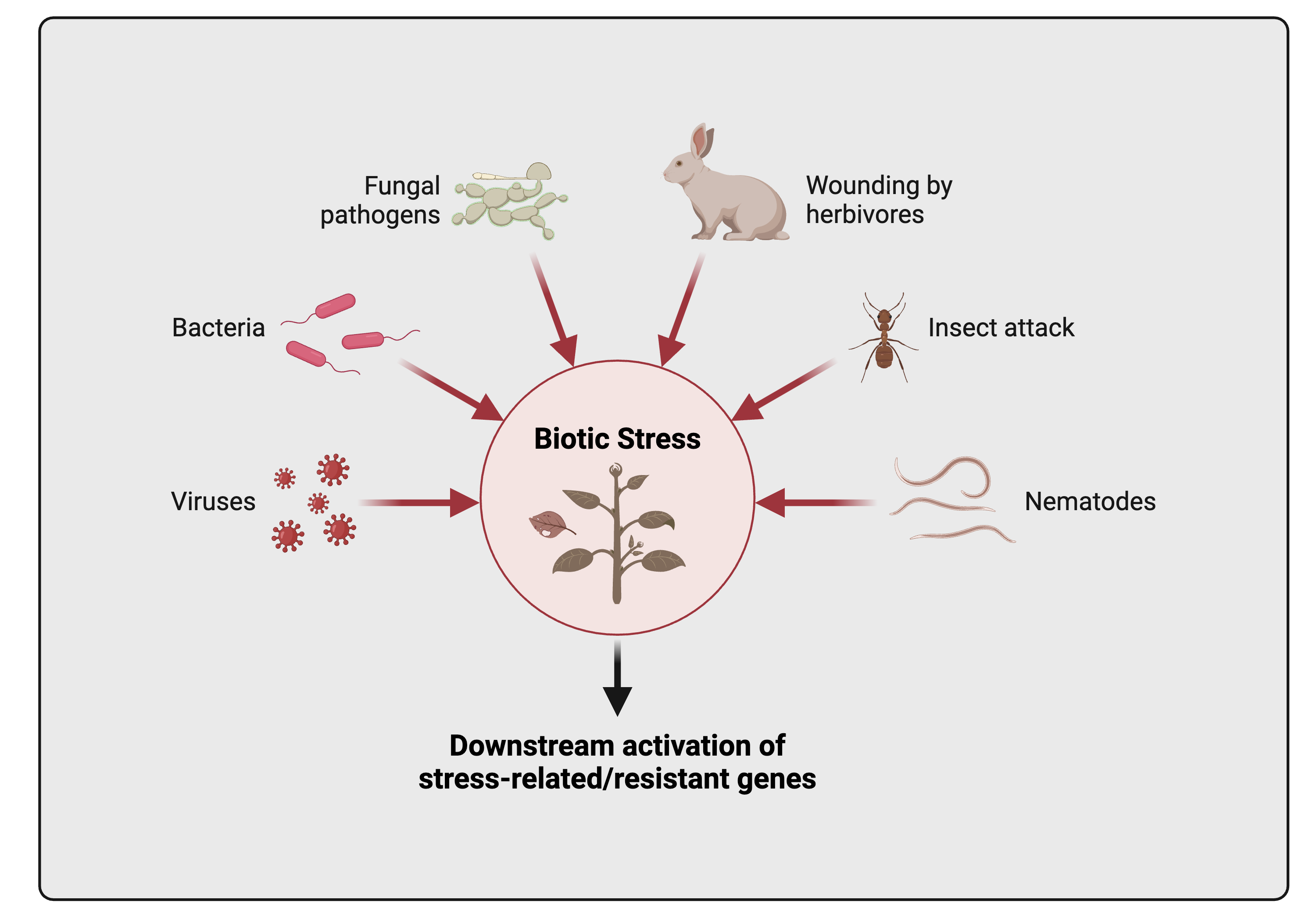 Image related to plant biodiversity